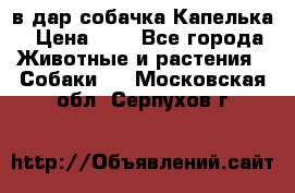 в дар собачка Капелька › Цена ­ 1 - Все города Животные и растения » Собаки   . Московская обл.,Серпухов г.